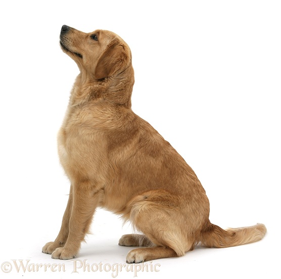 Golden Retriever, Jasmine, sitting and looking up, white background