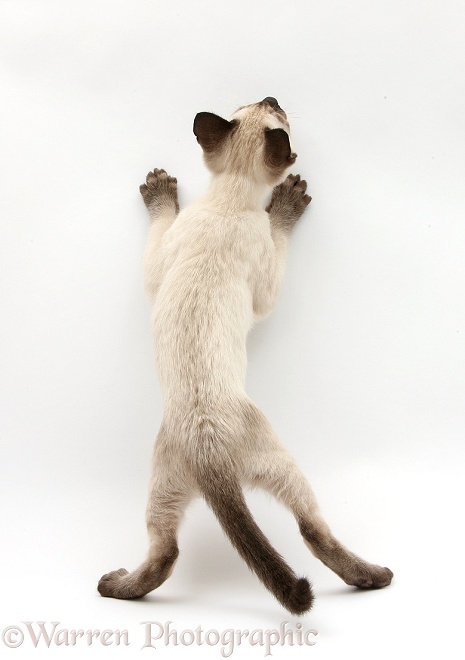 Siamese kitten, 10 weeks old, standing up, back view, white background
