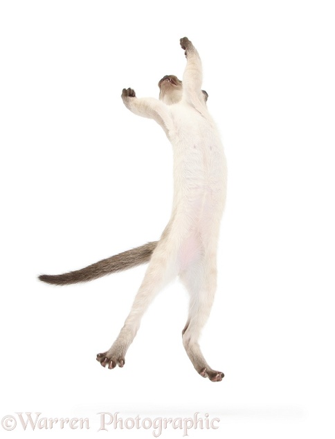 Siamese kitten, 10 weeks old, leaping, white background