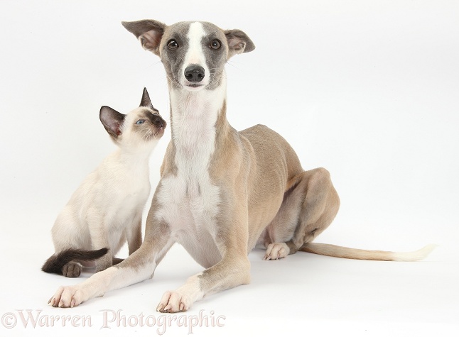 Whippet bitch, Tally, and Siamese kitten, 10 weeks old, white background