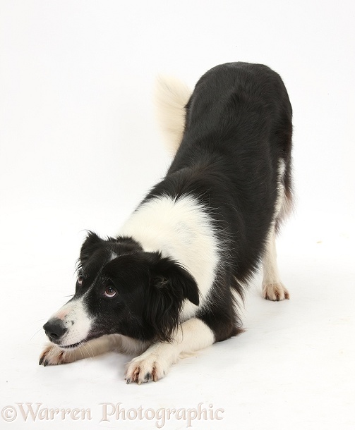 Border Collie bitch, Phoebe, in play-bow, white background