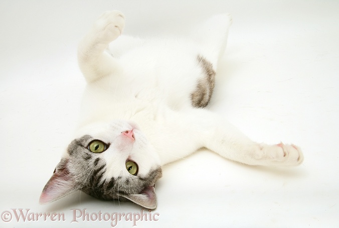 Silver Tabby-and-white cat rolling on its back, white background