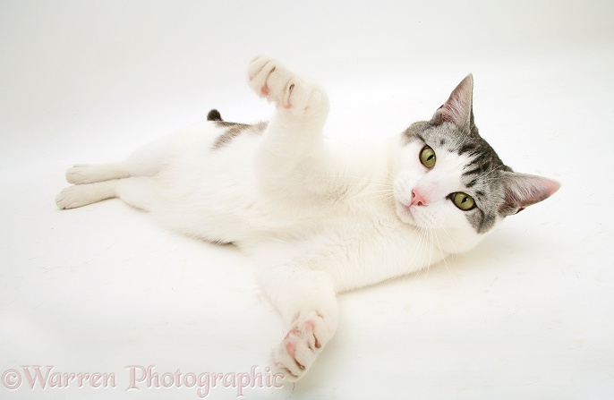 Silver Tabby-and-white cat rolling on its back, white background