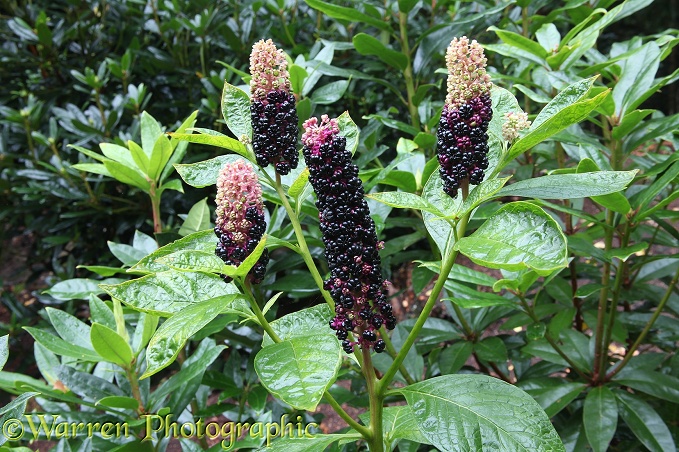 American Pokeweed (Phytolacca americana) in berry.  North America introduced elsewhere