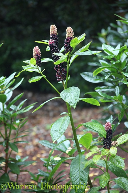 American Pokeweed (Phytolacca americana) in berry.  North America introduced elsewhere