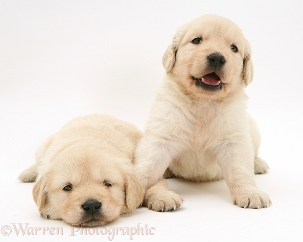 Sleepy Golden Retriever pups, white background