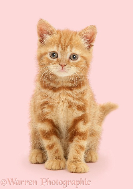 Red tabby British Shorthair kitten, sitting, white background