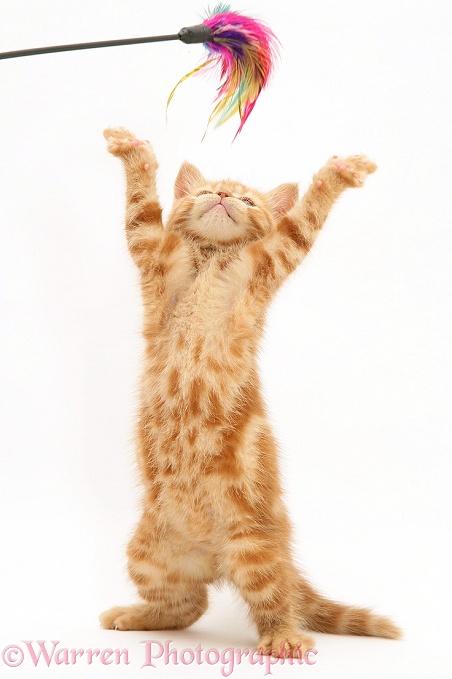 Red tabby British Shorthair kitten, reaching up, white background