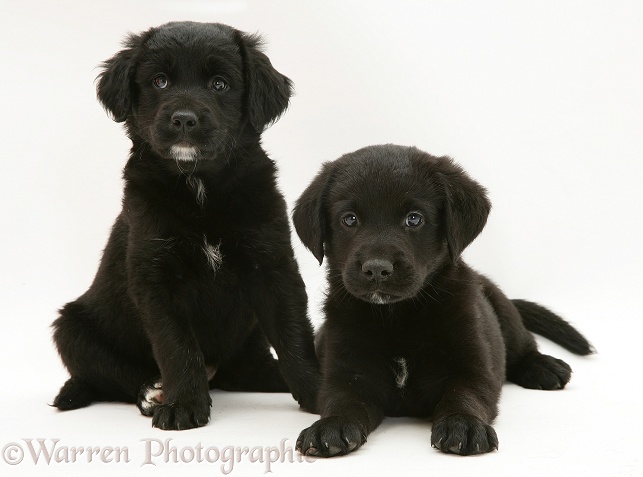 Two Black Retriever pups, sitting, white background