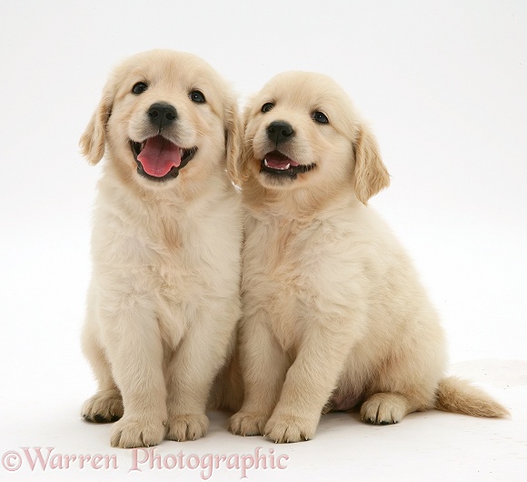 Two Golden Retriever pups, white background