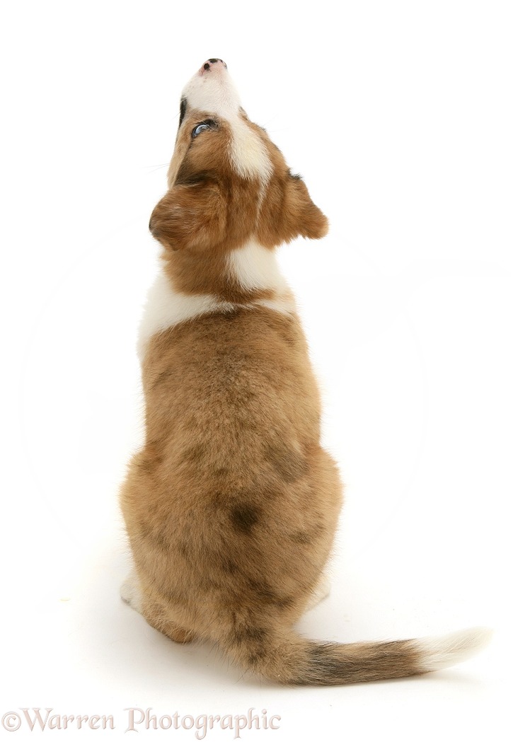 Sable merle Border Collie pup, Zebedee, back view, white background