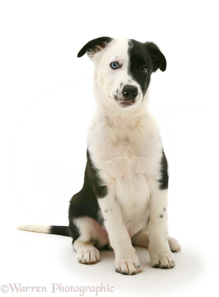 Black-and-white Border Collie pup, Kicker, white background