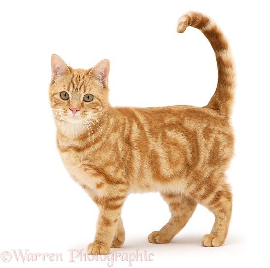 Ginger cat, Benedict, 7 months old, standing, white background
