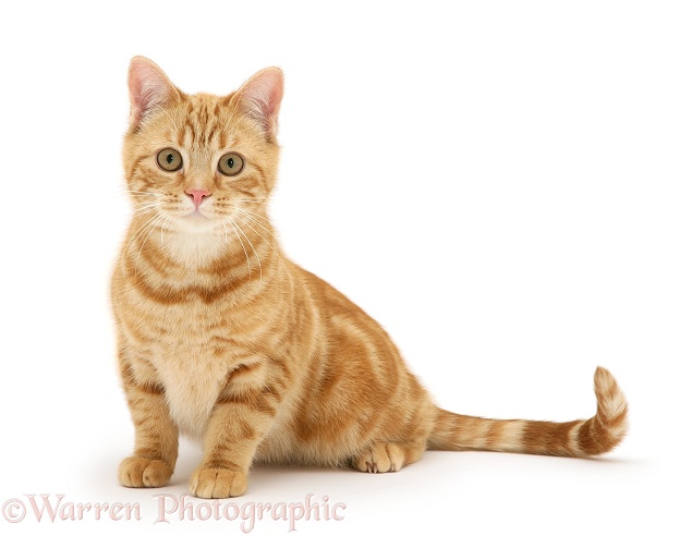 Young red tabby cat, Benedict, 7 months old, sitting, white background