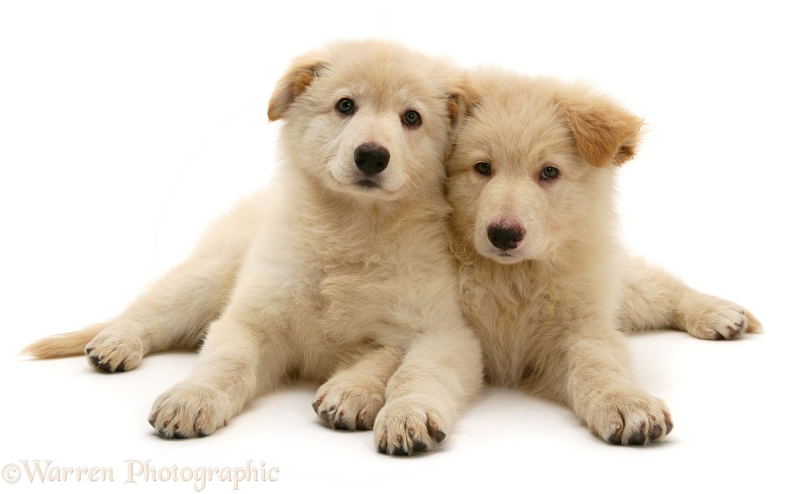 White German Shepherd Dog pups, ears still down, white background