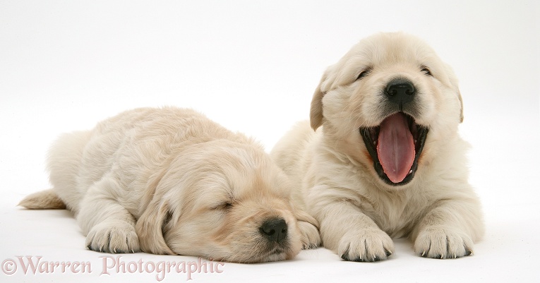 Sleepy Golden Retriever pups, 5 weeks old, white background