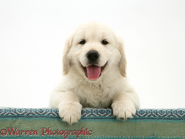 Golden Retriever pup with paws over, white background