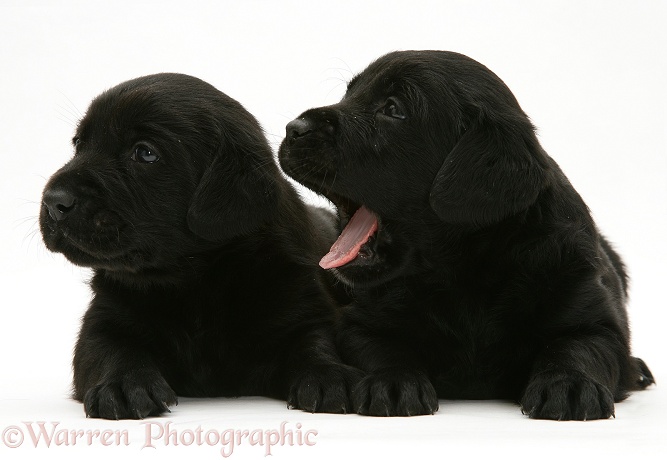 Two Black Labrador Retriever puppies, white background