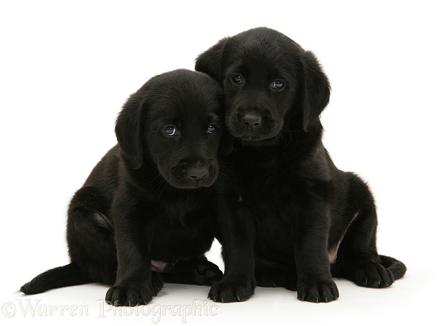 Black Goldador retriever pups, white background