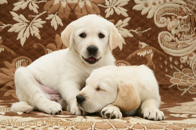 Sleepy Goldador Retriever pups (Golden Retriever x Labrador Retriever) pups
