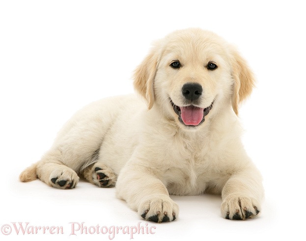 Golden Retriever pup, lying with head up, white background
