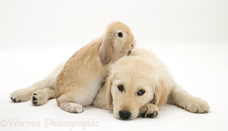 Golden Retriever pup with young Sandy Lop rabbit, white background