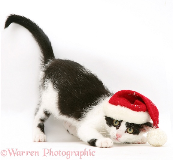 Black-and-white kitten wearing a Father Christmas hat, white background