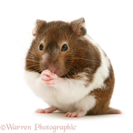 Chocolate-and-white Hamster, white background
