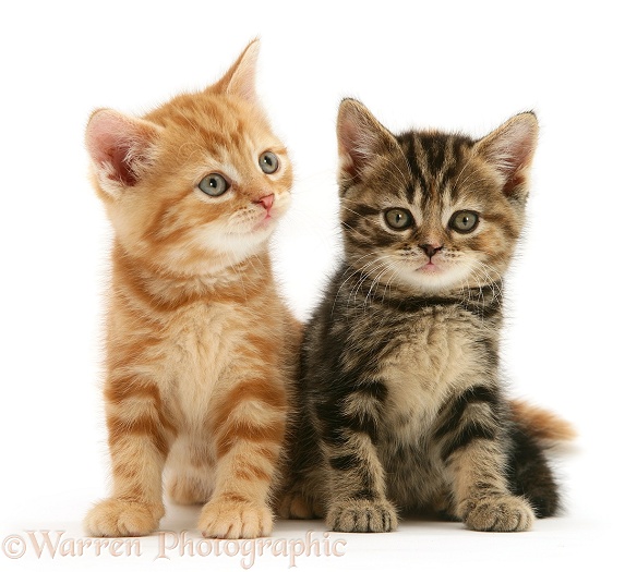 British Shorthair red tabby and tabby-tortoiseshell kittens, white background