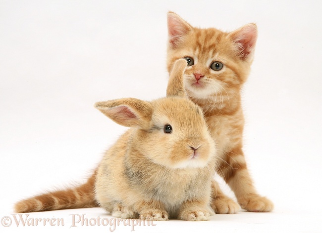Red tabby British Shorthair kitten and baby sandy Lop rabbit, white background