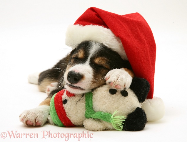 Tricolour Border Collie puppy wearing a Father Christmas hat and sleeping on a soft toy snowman, white background