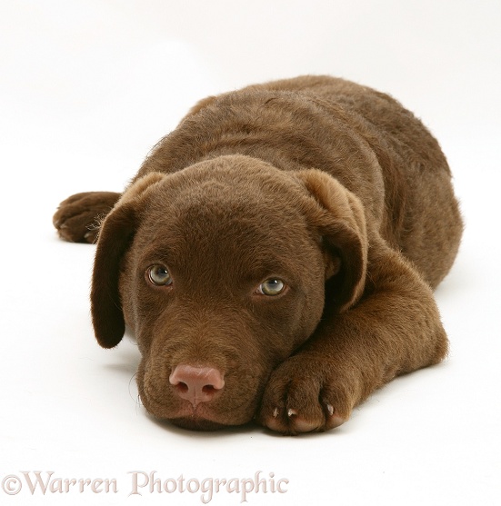 Chesapeake Bay Retriever dog pup, Teague, lying with his chin on the floor, white background