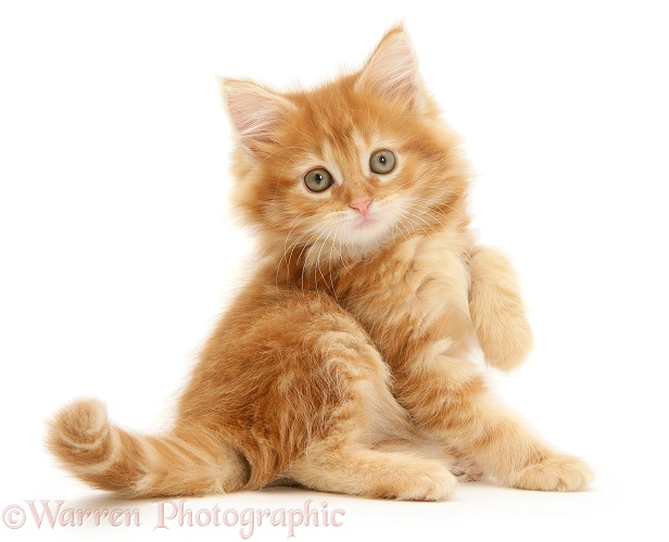 Ginger Maine Coon kitten, white background