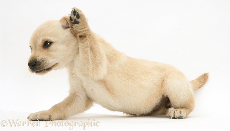 Retriever-cross pup scratching its ear, white background