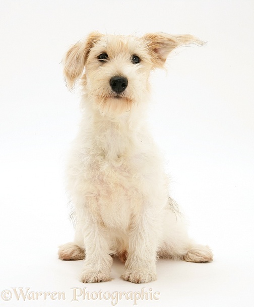 Mongrel dog, Mutley, sitting, white background