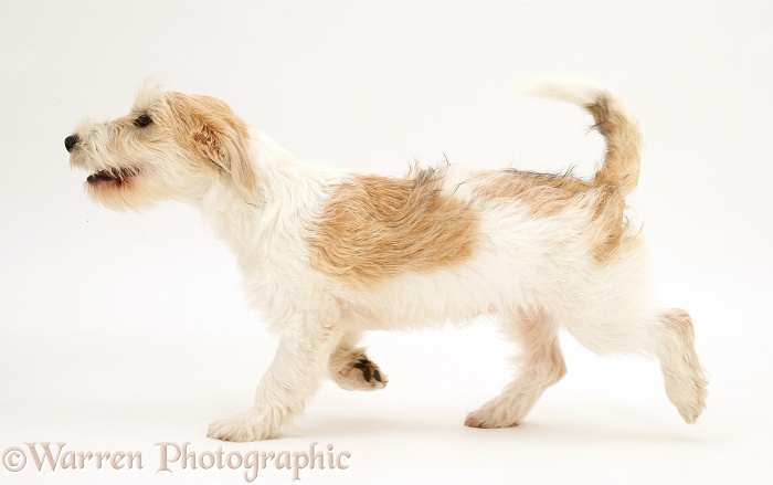 Mongrel dog, Mutley, trotting across, white background