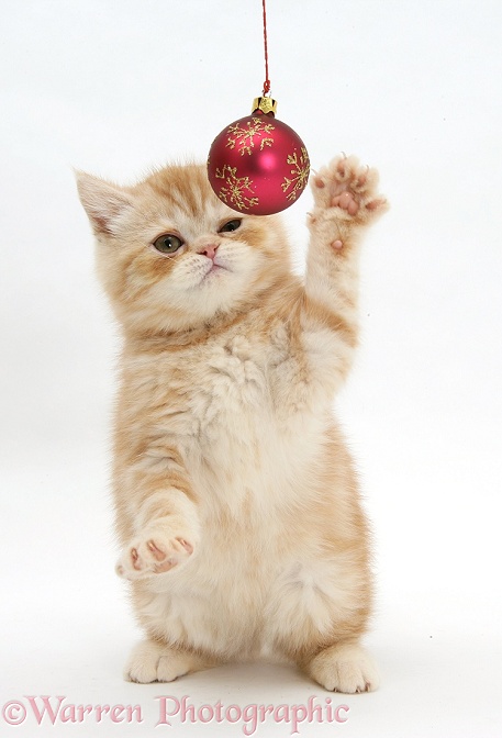 Ginger kitten playing with Christmas bauble, white background