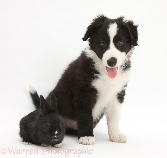 Black-and-white Border Collie pup, Gus, and baby black rabbit, white background