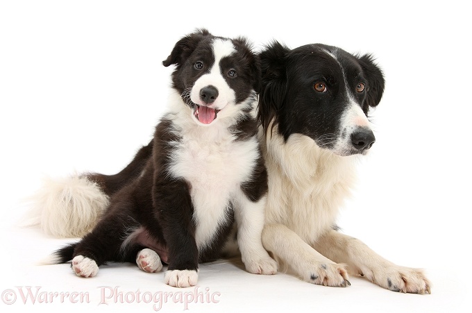 Black-and-white Border Collie pup, Gus, with Black-and-white Border Collie bitch, Phoebe, white background