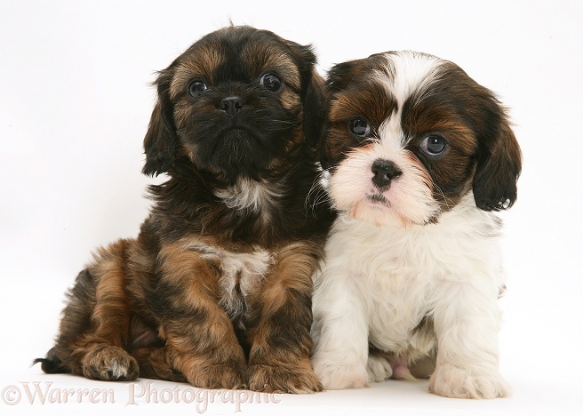 Cavazu (Cavalier King Charles Spaniel x Shih-Tzu) pups, white background