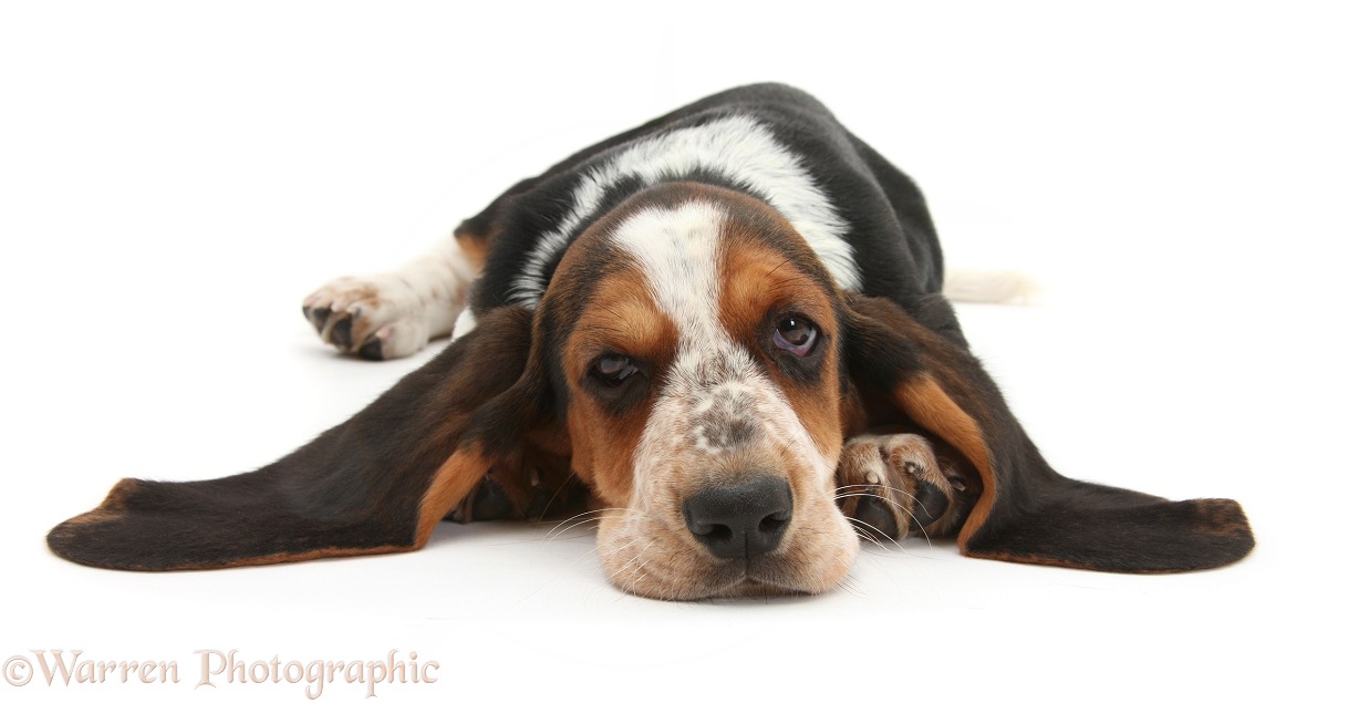 Basset Hound pup, Betty, 9 weeks old, with chin on floor and ears out, white background
