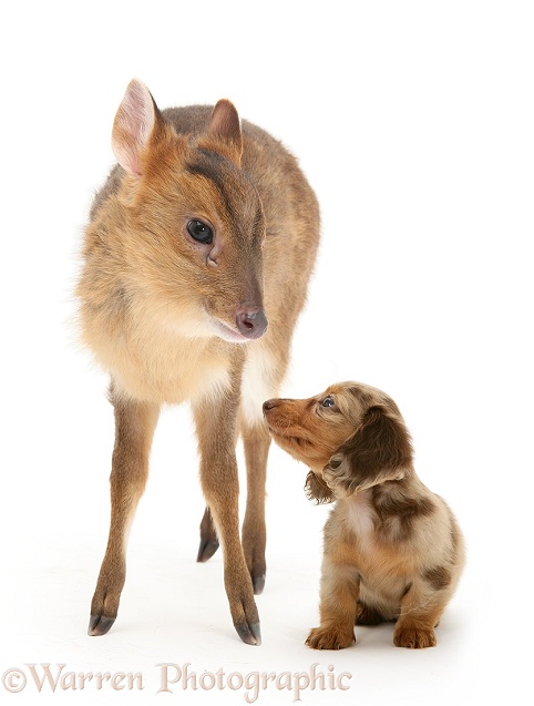 Muntjac (Muntiacus reevesi) deer fawn and Silver Dapple Miniature Long-haired Dachshund pup, white background