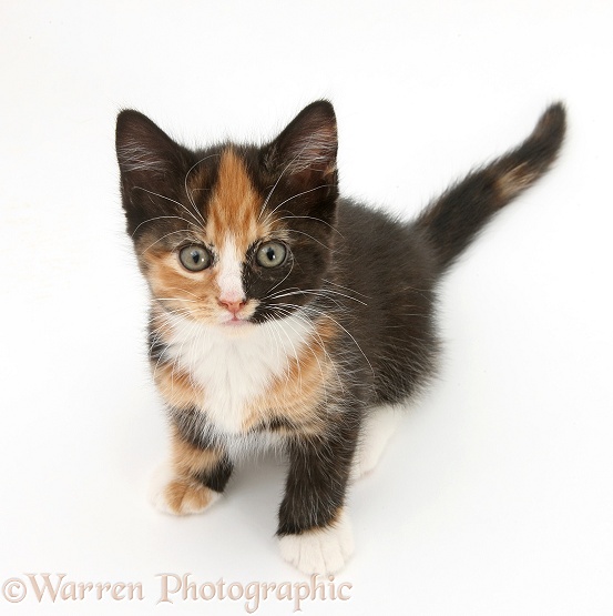 Tortoiseshell kitten, sitting and looking up, white background