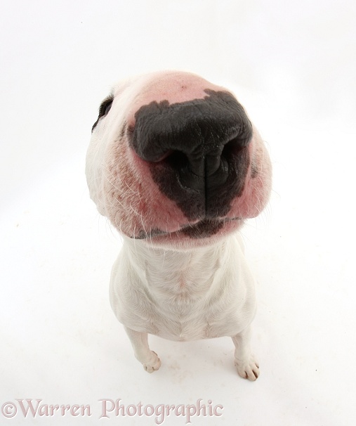 Miniature Bull Terrier dog, Noah, looking up, all nose, white background