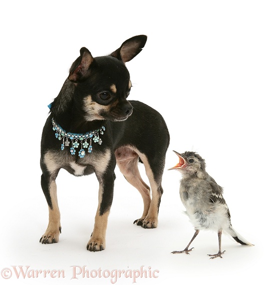 Black-and-tan Chihuahua bitch and baby Pied Wagtail, Piu Piu, white background