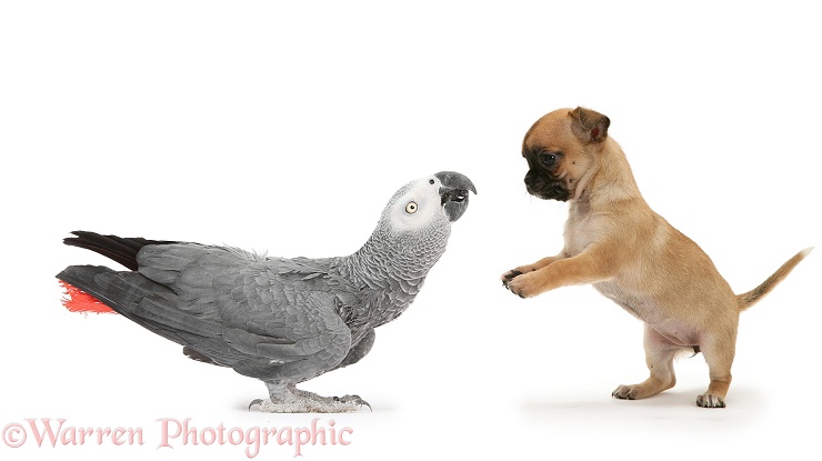 Playful Chihuahua pup meets African Grey Parrot (Psittacus erithacus), Jinger, white background
