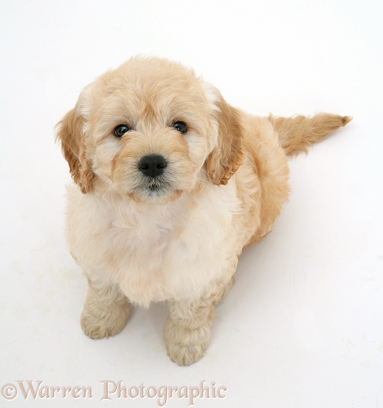 Miniature Goldendoodle pup, 7 weeks old, white background