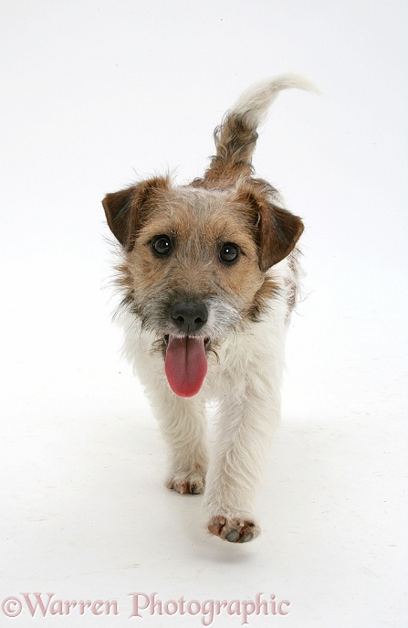 Jack Russell Terrier bitch, Buttercup, walking forward, white background