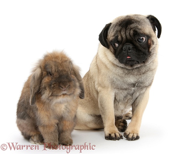 Fawn Pug and Lionhead-cross rabbit, white background