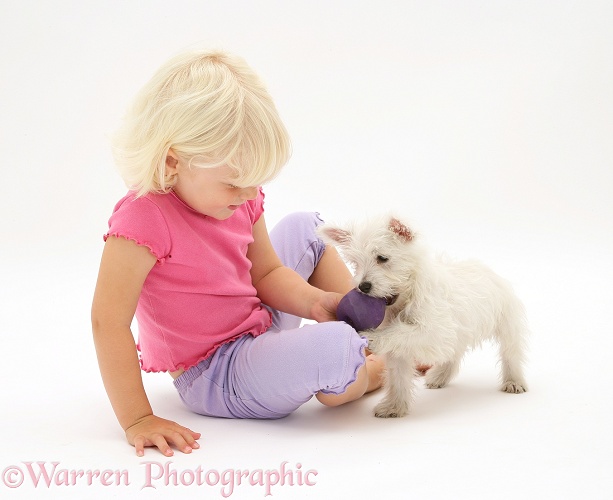 Siena playing with West Highland White Terrier pup, white background